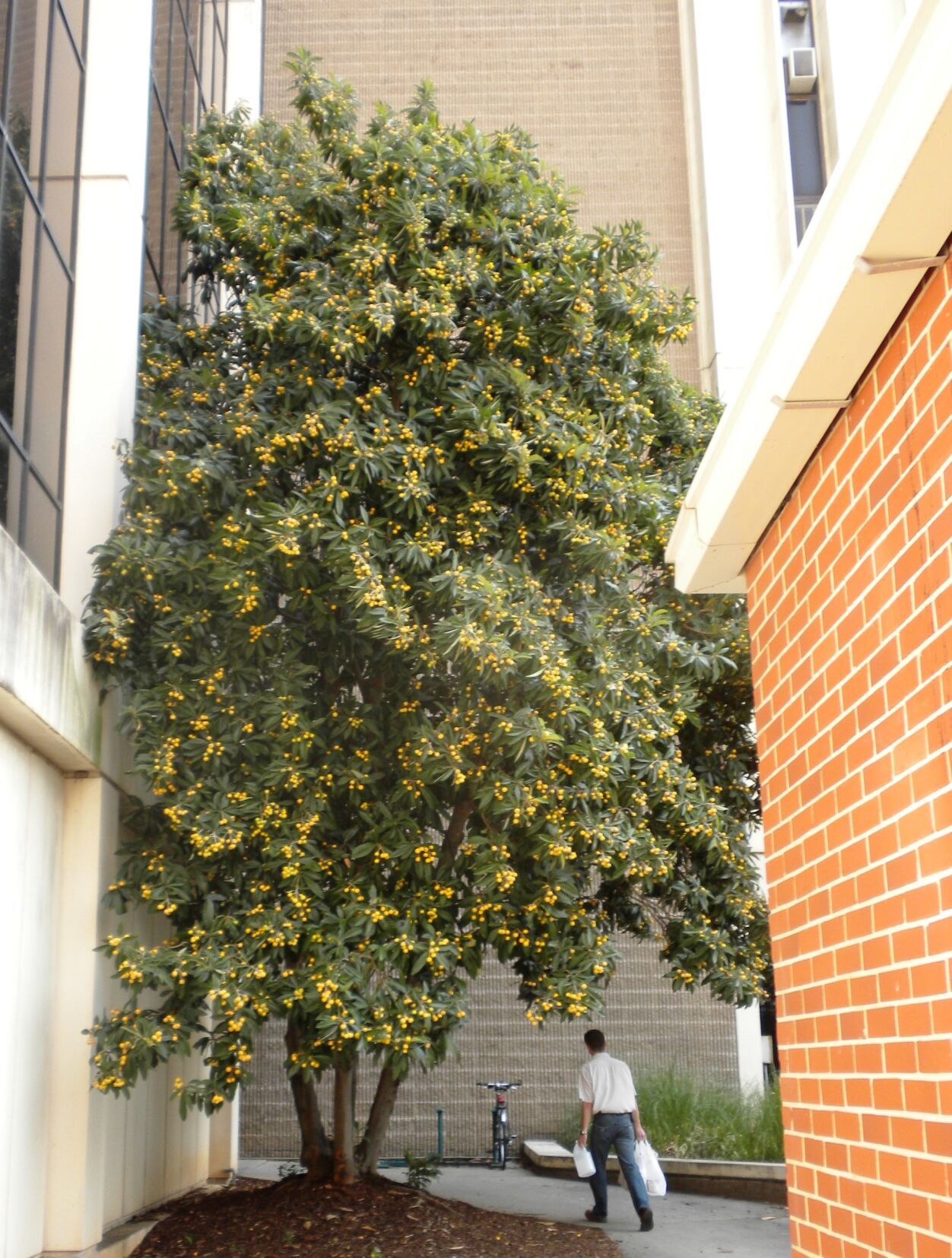 mystery plant 2